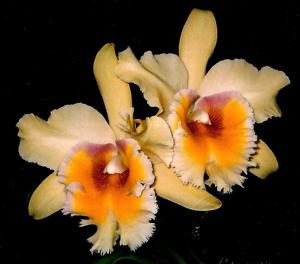 Rhyncholaeliocattleya Emily Simmons
