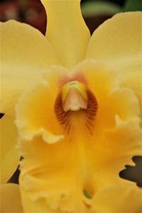 Rhyncholaeliocattleya Emily Simmons