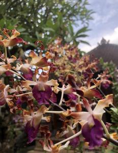 Dendrobium Carl Ludwig Bundt