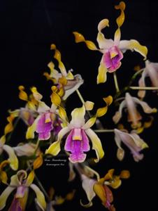 Dendrobium Carl Ludwig Bundt