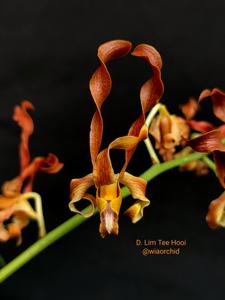 Dendrobium Lim Tee Hooi