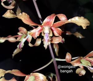 Dendrobium Lim Tee Hooi