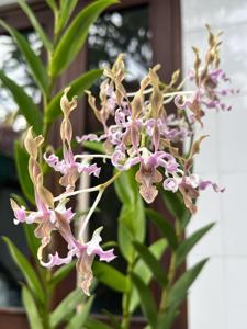 Dendrobium Verninha