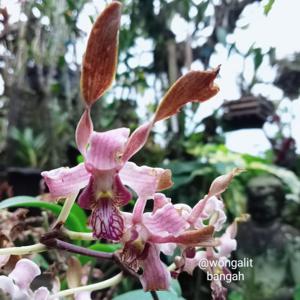 Dendrobium Verninha