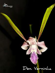 Dendrobium Verninha