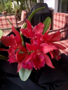 Cattlianthe Carolyn Reid