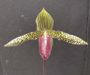 Paphiopedilum Iantha Stage