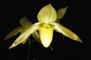 Paphiopedilum Recovery