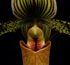 Paphiopedilum Recovery