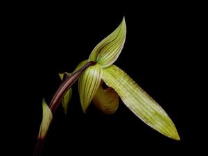 Paphiopedilum Recovery