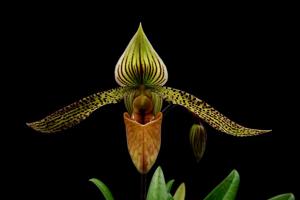 Paphiopedilum Recovery