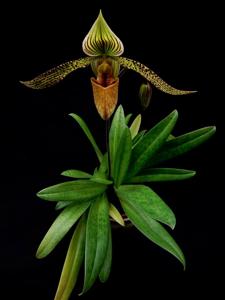 Paphiopedilum Recovery