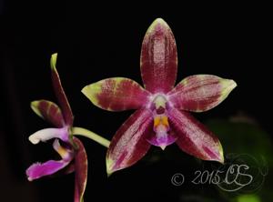 Phalaenopsis Sulaceous