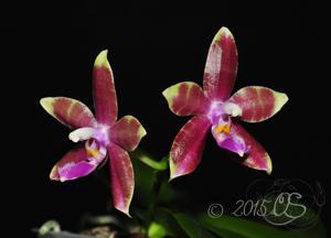 Phalaenopsis Sulaceous