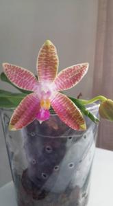 Phalaenopsis Sulaceous