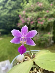 Phalaenopsis Viovenus