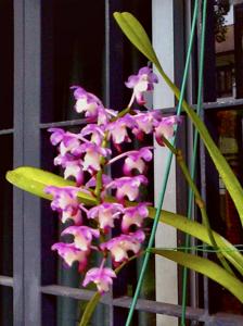 Aerides Amy Ede