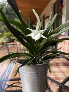 Angraecum Lady Lisa