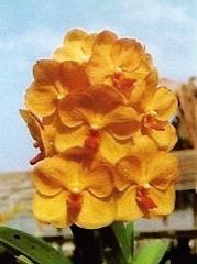 Vanda Jenny Donald