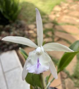 Brassocattleya Interdosa