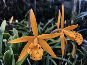 Brassocattleya Richard Mueller