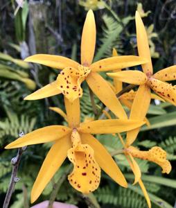 Brassocattleya Richard Mueller