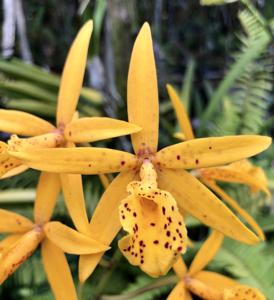 Brassocattleya Richard Mueller