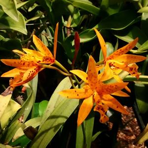 Brassocattleya Richard Mueller