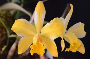 Rhyncholaeliocattleya Kyle