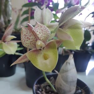 Catasetum Sumani