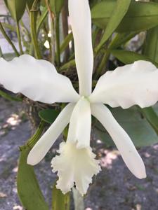 Cattleya Margaret Hort