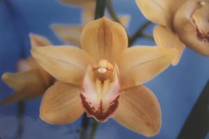 Cymbidium Revelation