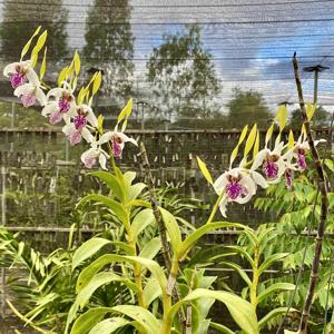 Dendrobium Norman