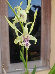 Dendrobium Norman