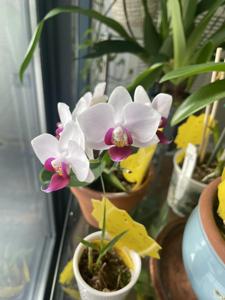 Phalaenopsis Cherry Lips