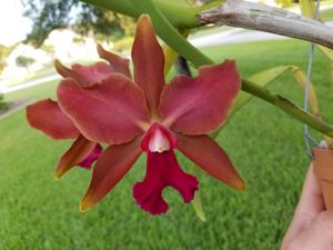 Cattleya Elizabeth Fulton