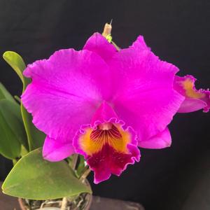 Cattleya Rolf Altenburg