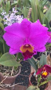 Cattleya Rolf Altenburg