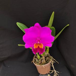 Cattleya Rolf Altenburg