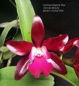 Cattlianthe Sagarik Wax