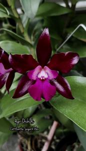 Cattlianthe Sagarik Wax