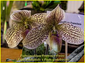 Paphiopedilum Francisco Freire