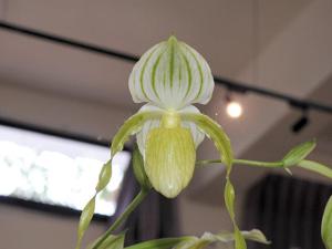 Paphiopedilum Mount Toro