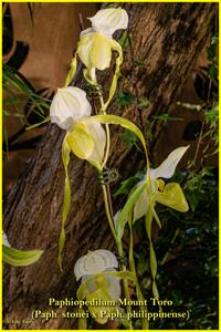 Paphiopedilum Mount Toro