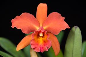 Rhyncholaeliocattleya Lakeland