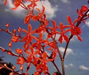 Renanopsis Cape Sable