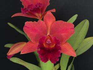 Cattleya Riffe