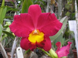 Cattleya Wendy's Valentine