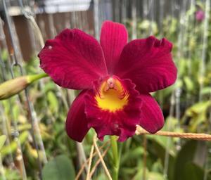 Cattleya Wendy's Valentine