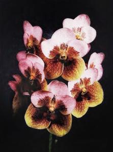 Vanda Alicia Ono